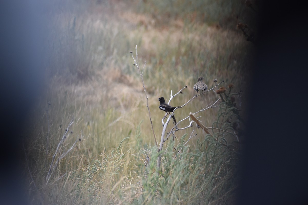 Lark Bunting - ML643458302