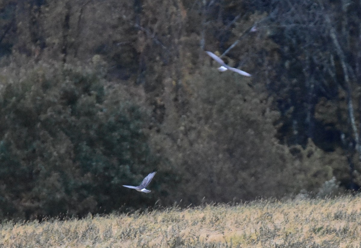 Northern Harrier - ML643458314