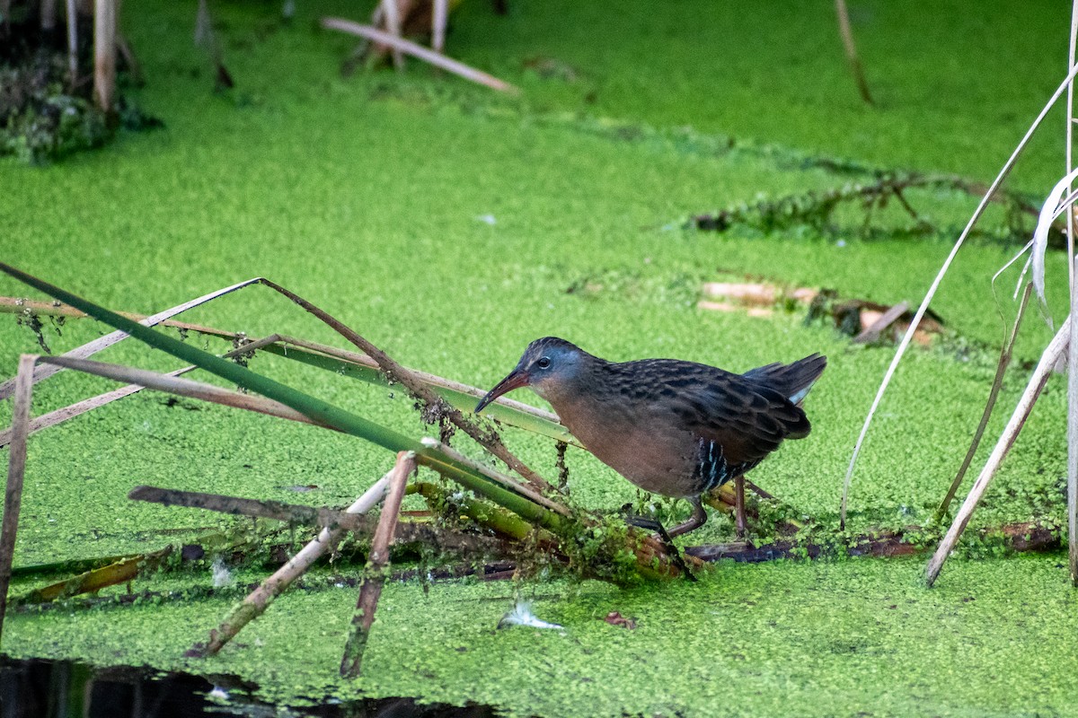 Virginia Rail - ML643458316