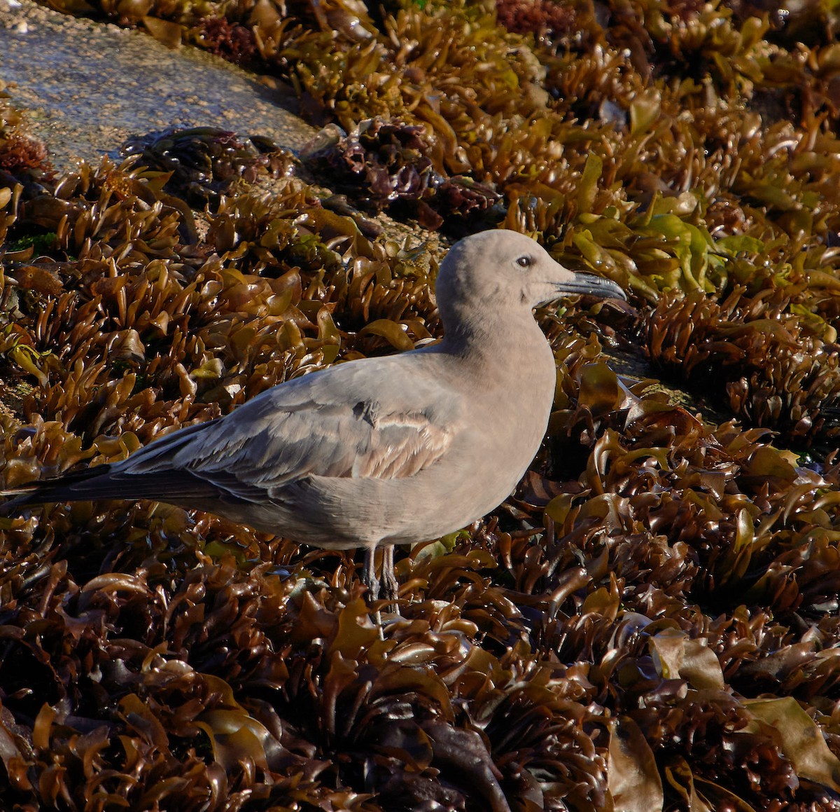 Gray Gull - ML643458318