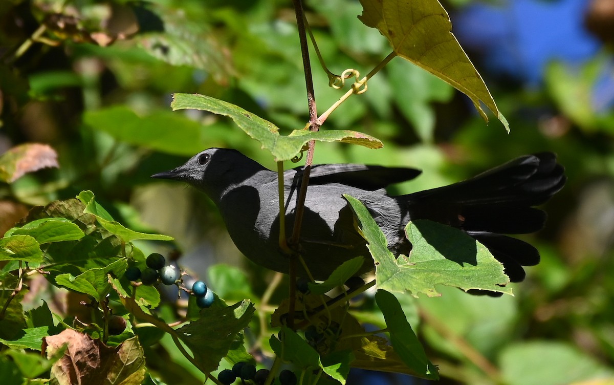 Gray Catbird - ML643458325