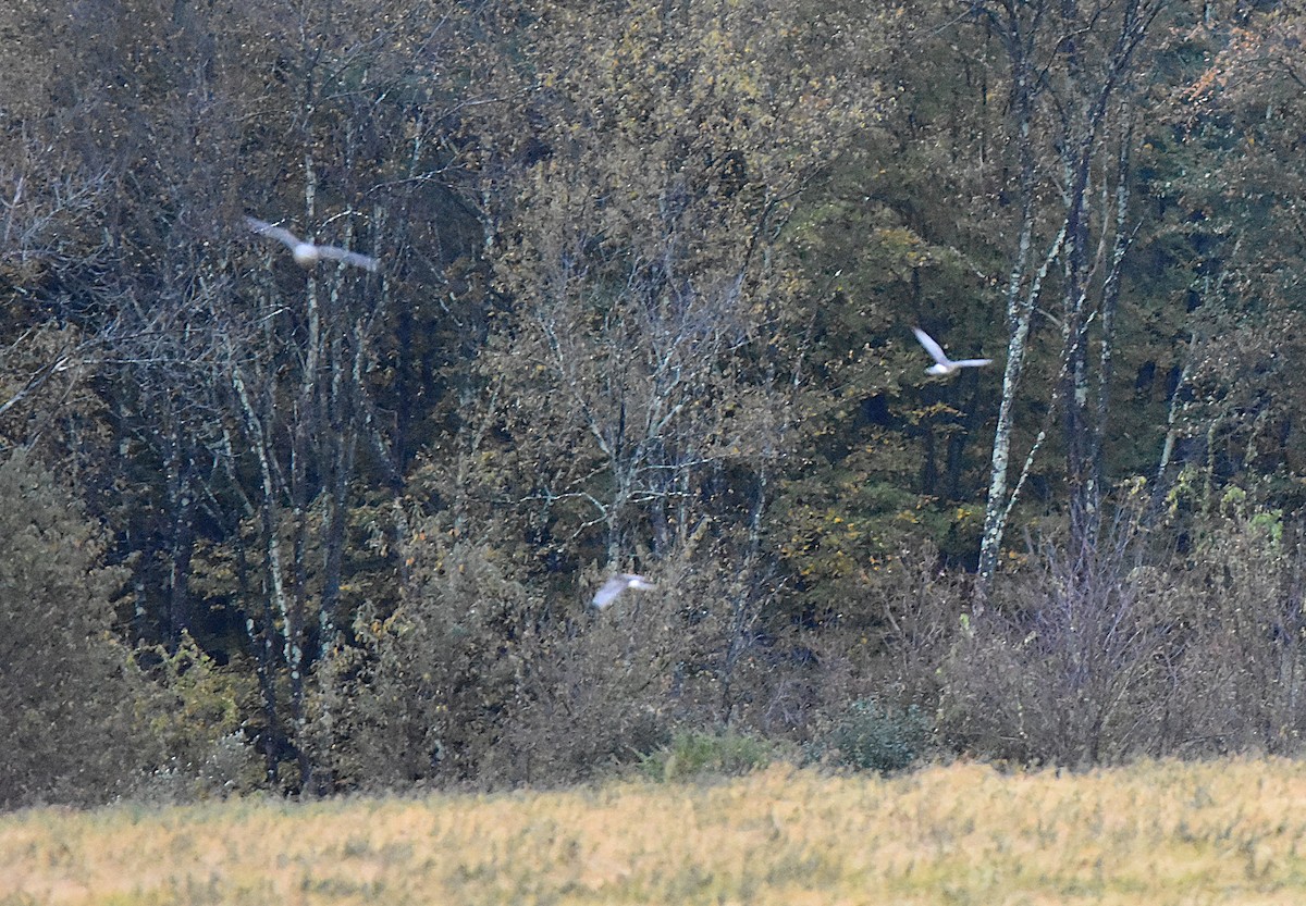 Northern Harrier - ML643458330