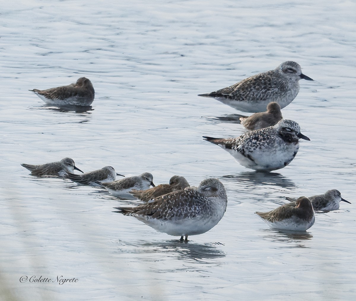 Western Sandpiper - ML643458331