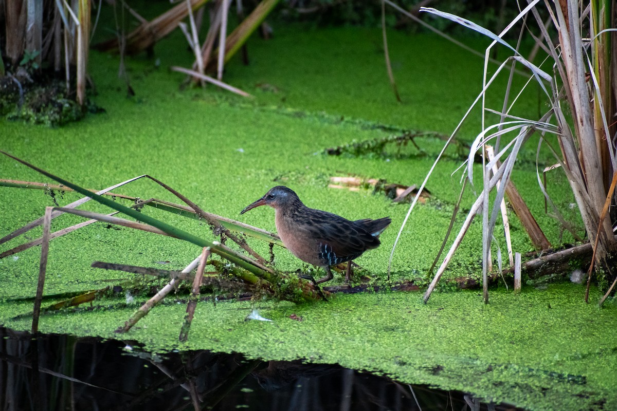 Virginia Rail - ML643458336