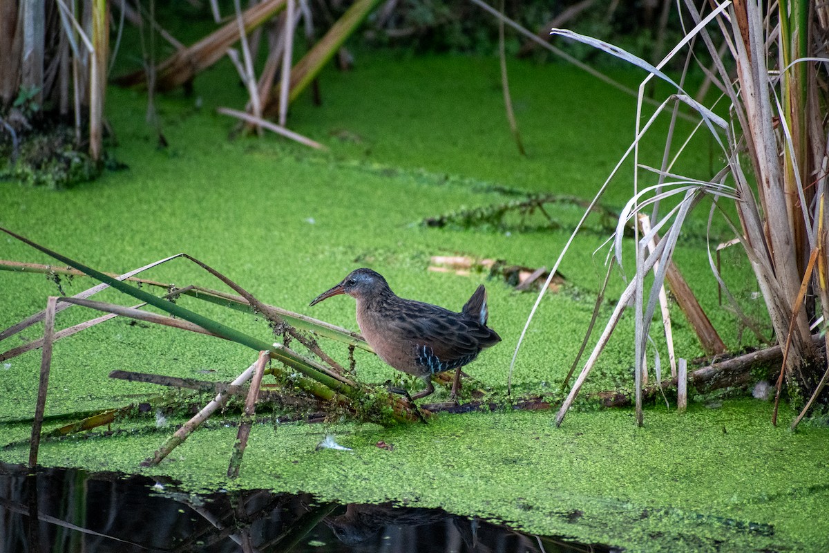 Virginia Rail - ML643458337