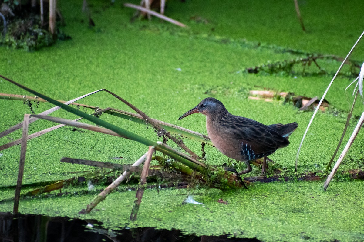 Virginia Rail - ML643458338