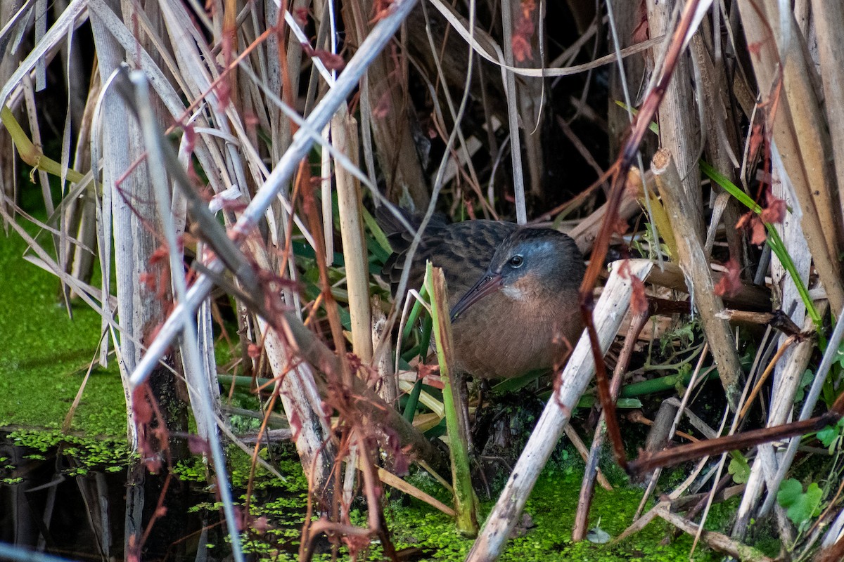 Virginia Rail - ML643458339