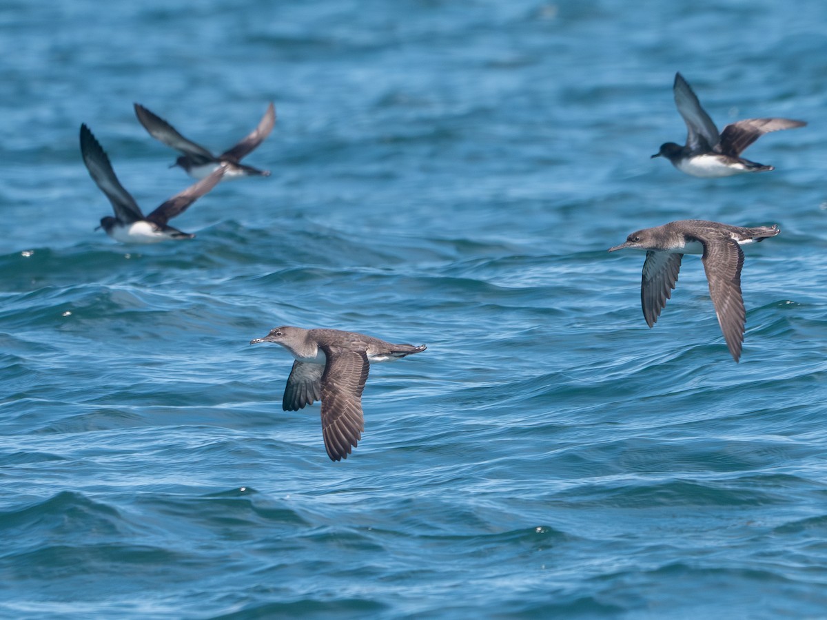 Huttonsturmtaucher - ML643458372