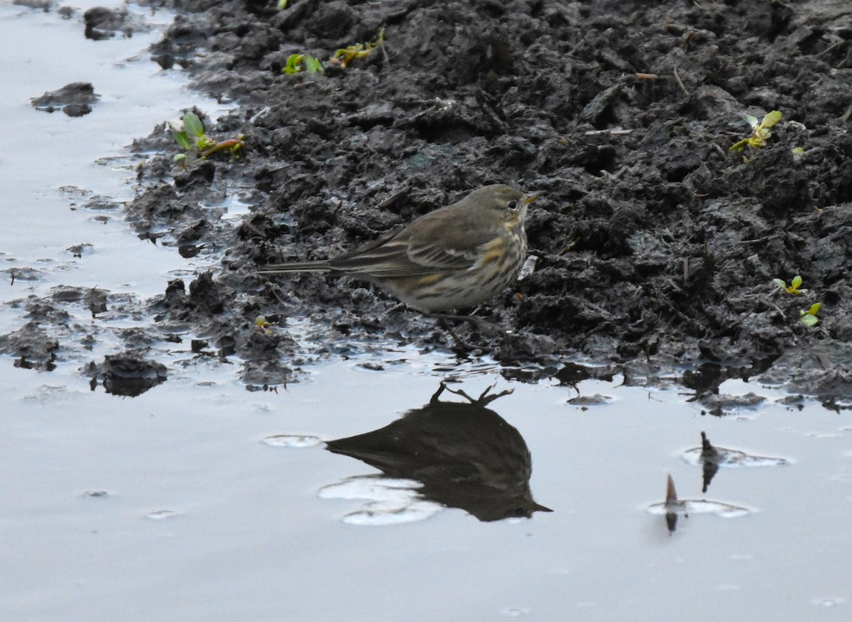 American Pipit - ML643458374