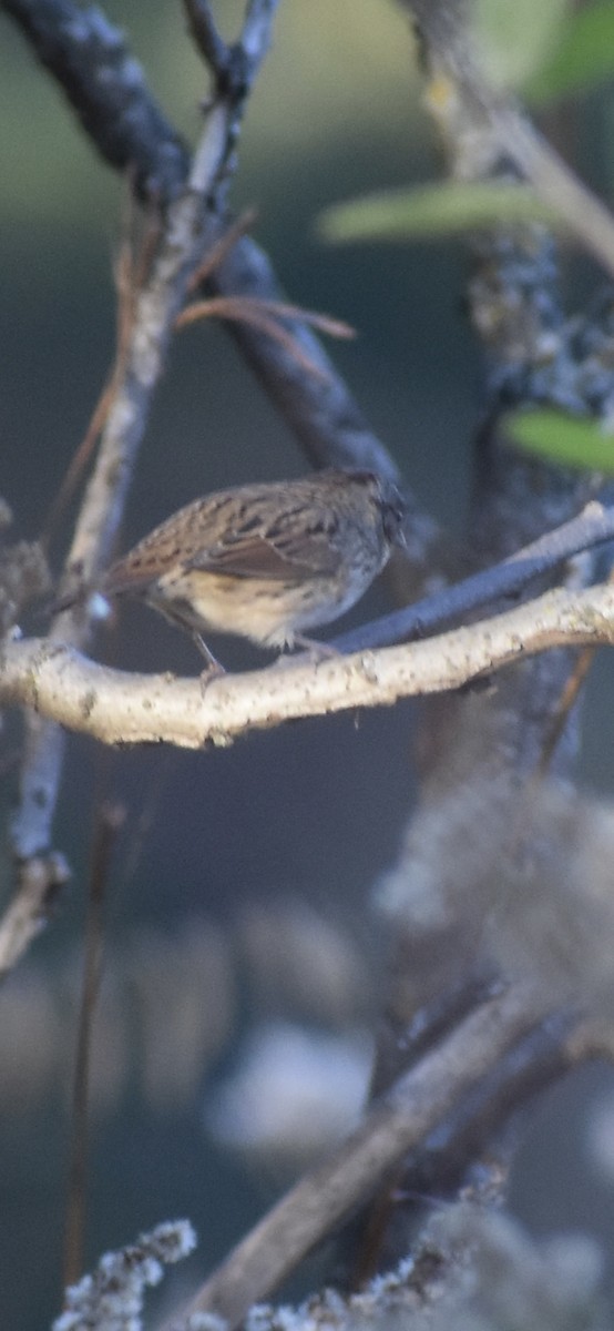 Lincoln's Sparrow - ML643458433