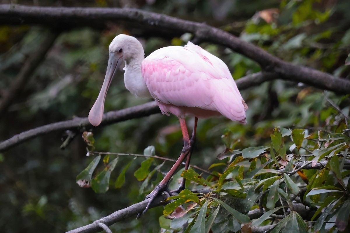 Roseate Spoonbill - ML643458438