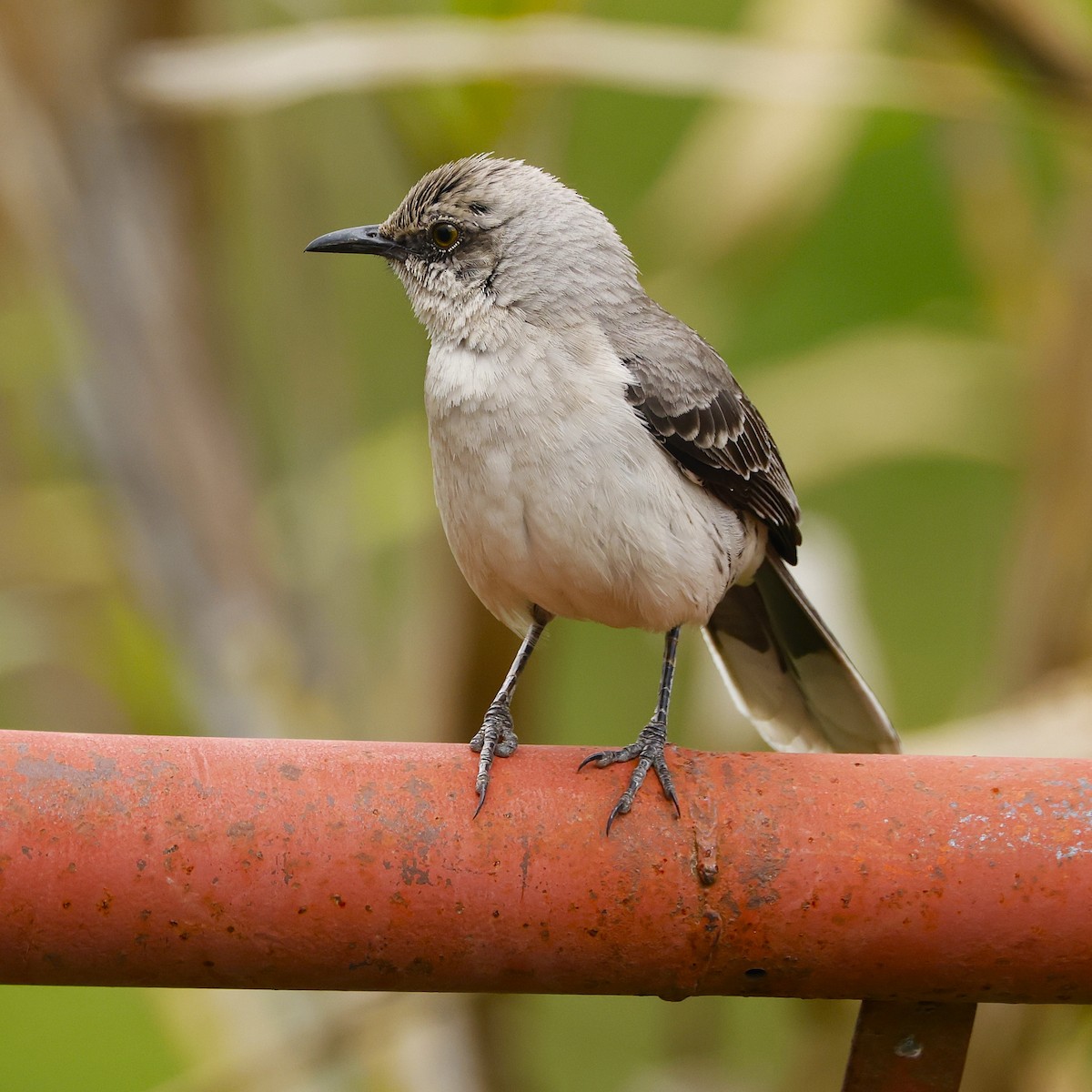 パルナシウス・パトリキウス・コッピ（1メス・中国新疆省） フナシマネシツグミ（gilvus グループ） - eBird
