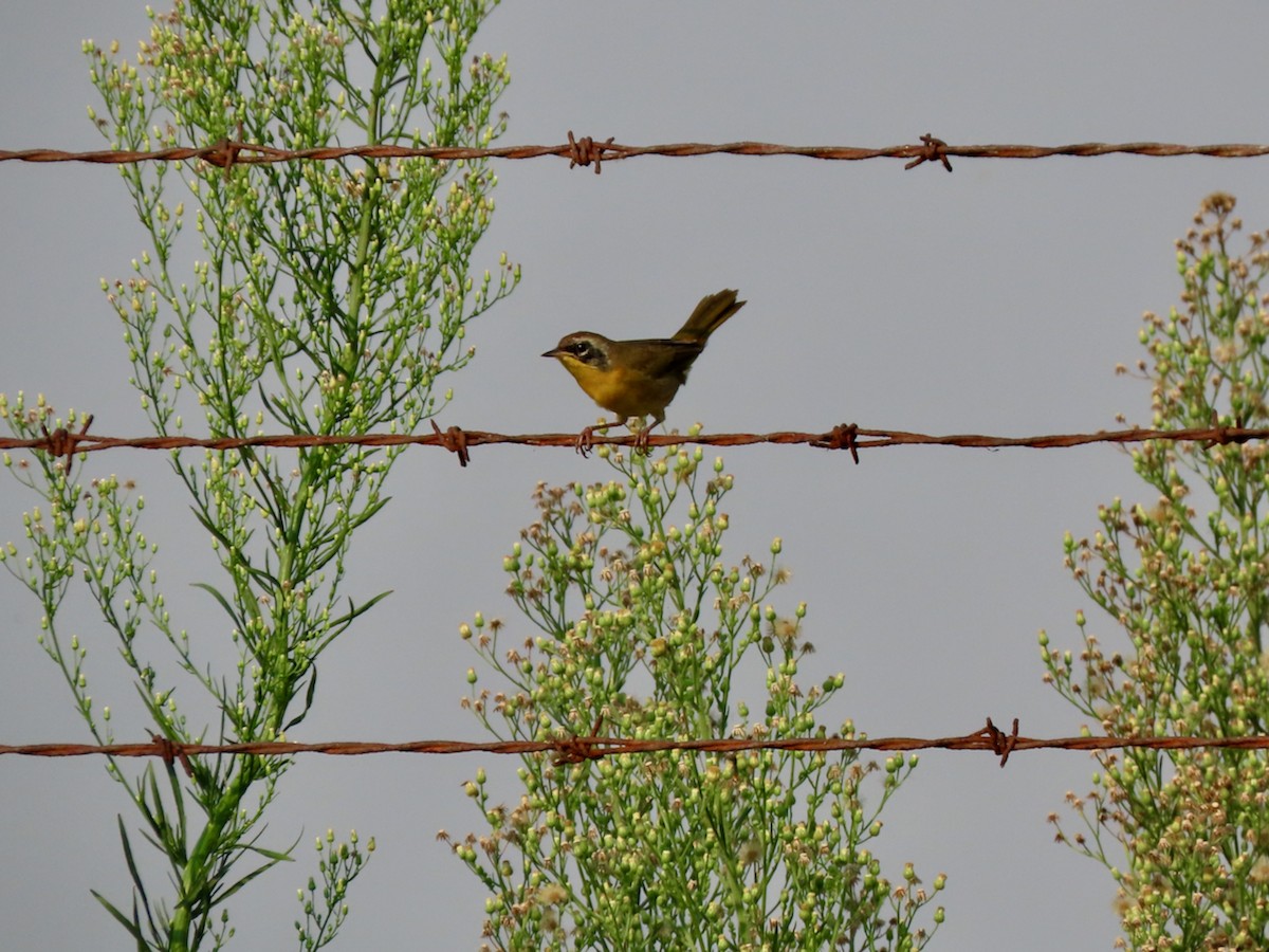 Common Yellowthroat - ML643458456