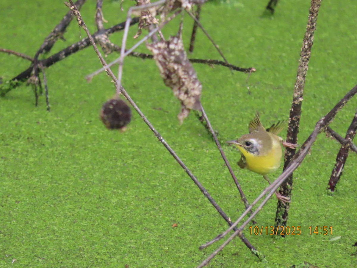 Common Yellowthroat - ML643458457