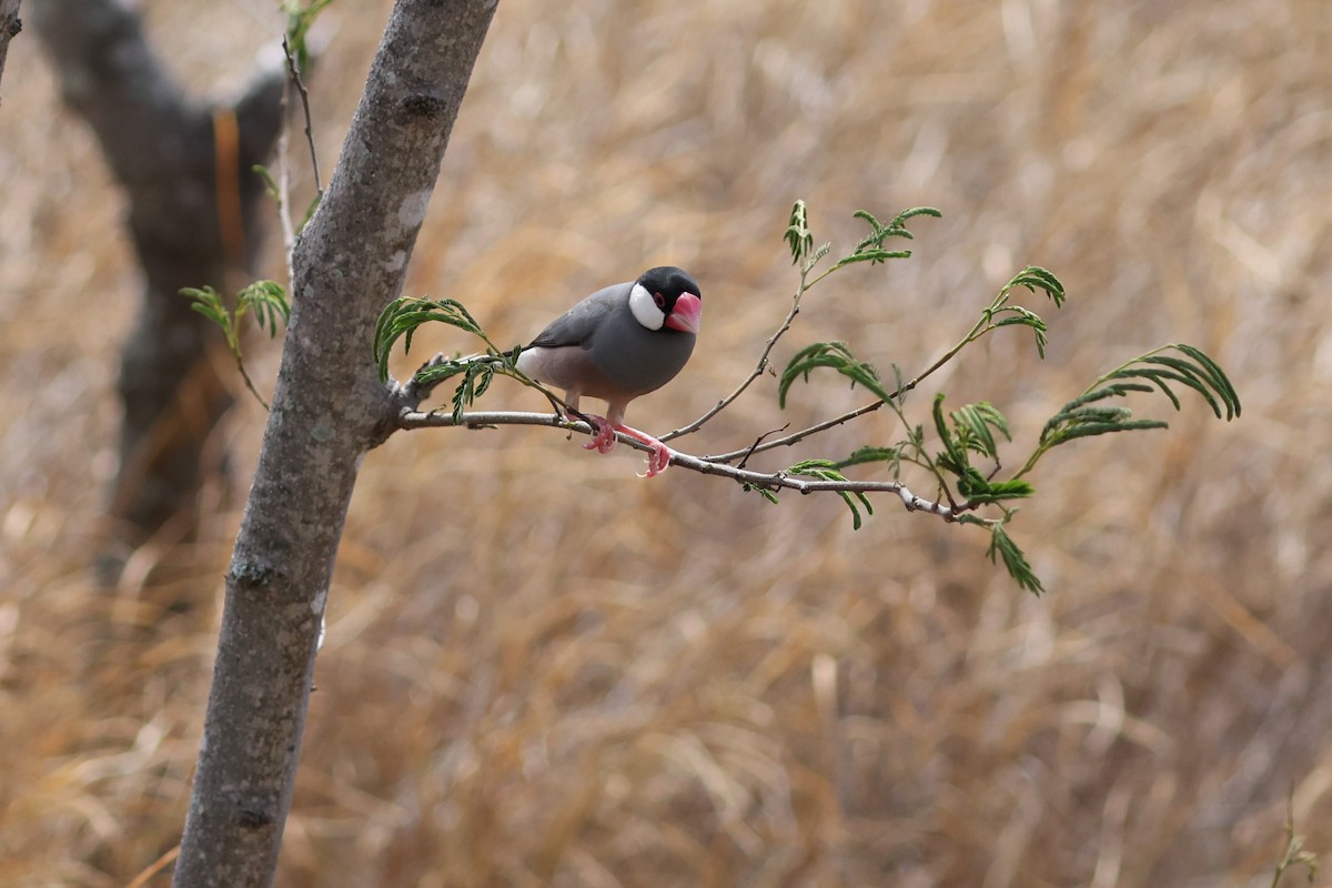 Java Sparrow - ML643458458