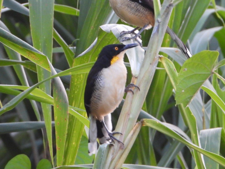 Black-capped Donacobius - ML643458488