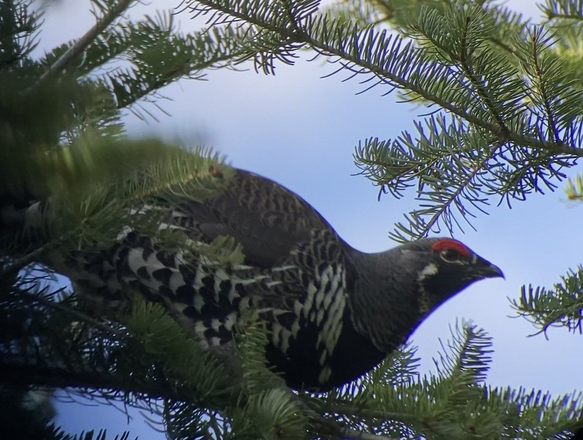 Spruce Grouse - ML643458499