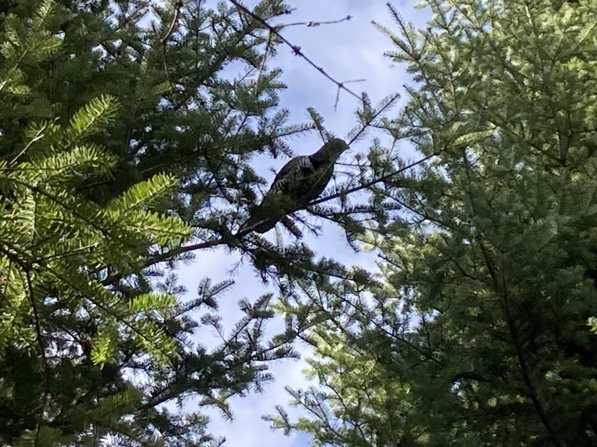Spruce Grouse - ML643458500