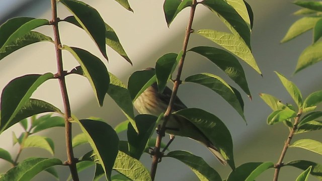 Reinita Coronada (coronata) - ML643458513