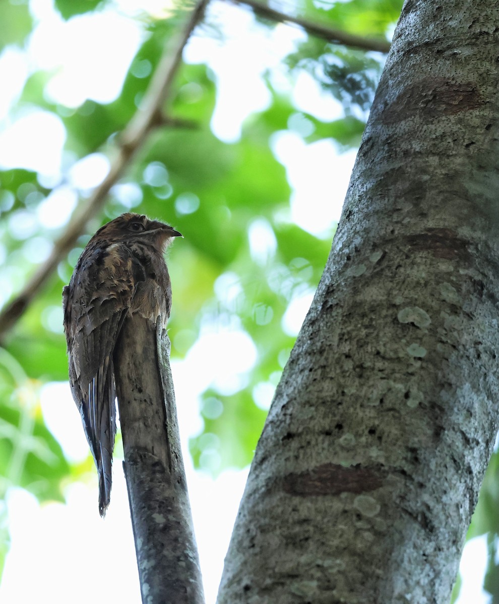 Поту довгохвостий - ML643458536