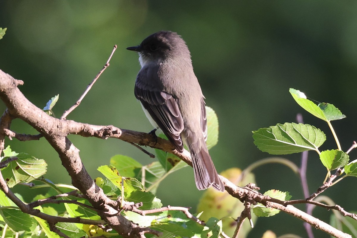 Moucherolle phébi - ML643458538