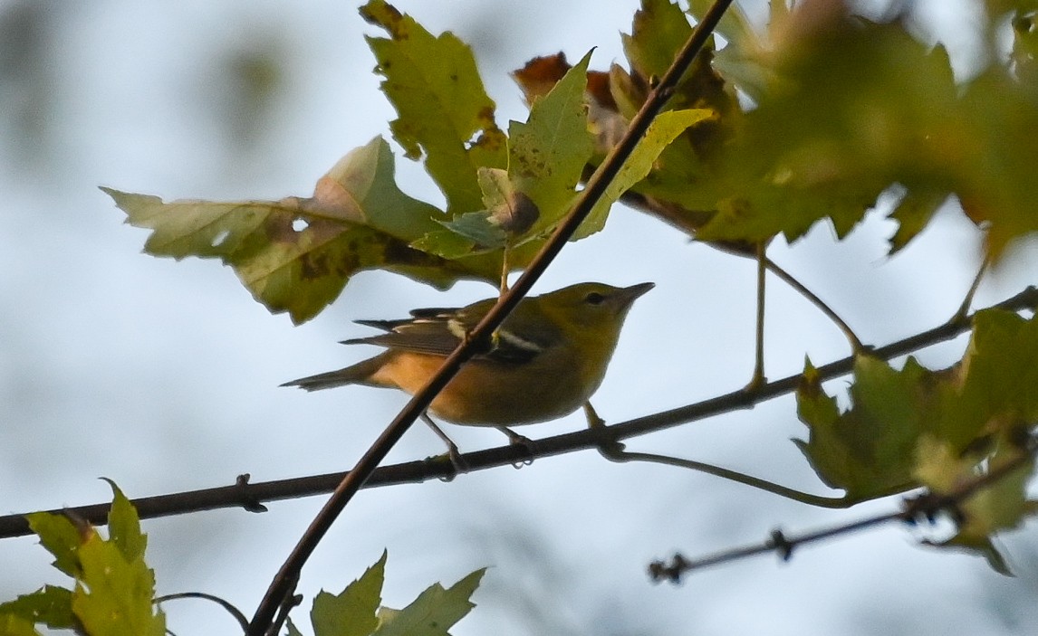 Bay-breasted Warbler - ML643458551