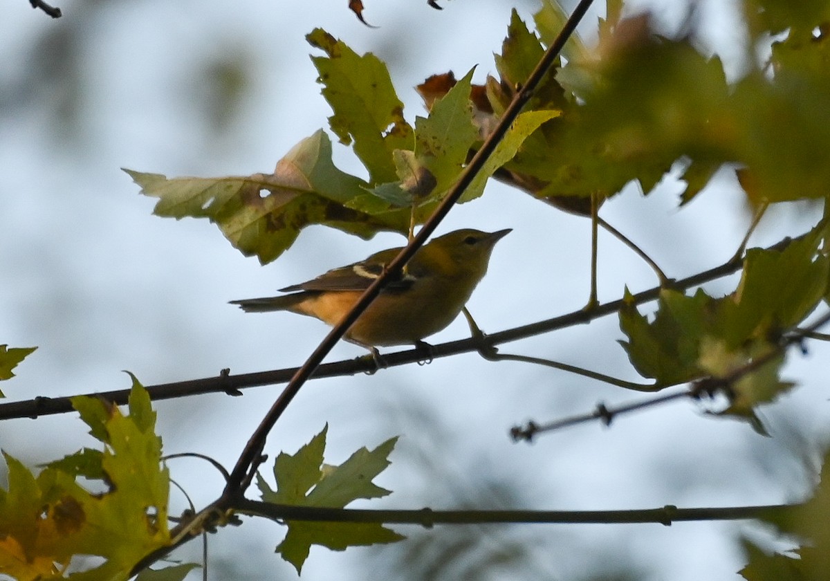 Bay-breasted Warbler - ML643458552