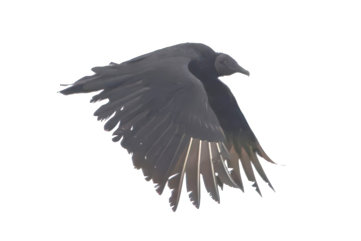 Урубу - ML643458555