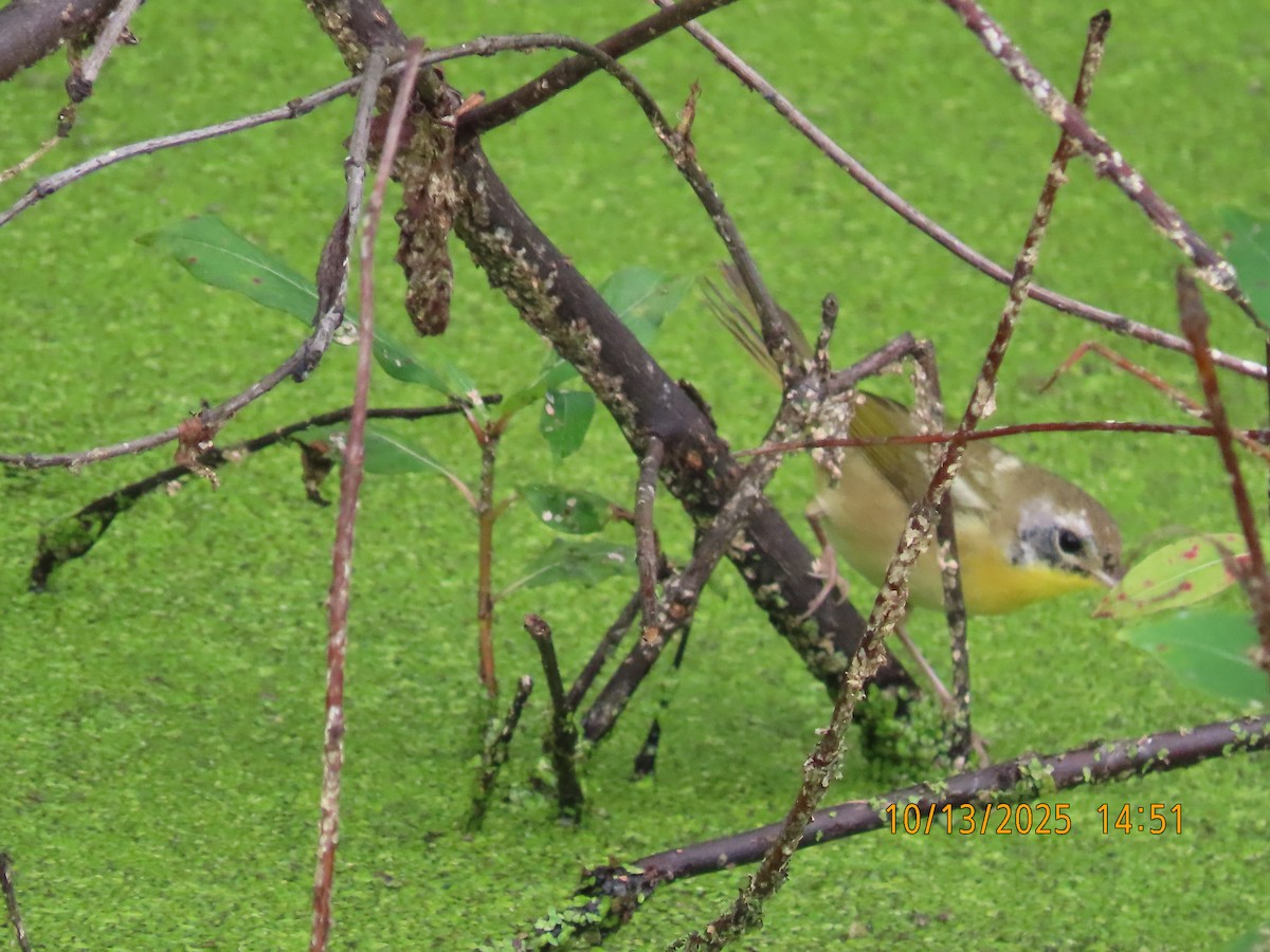 Common Yellowthroat - ML643458557