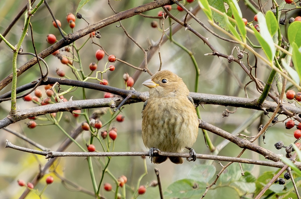 Indigo Bunting - ML643458561