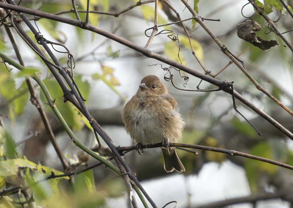 Indigo Bunting - ML643458562