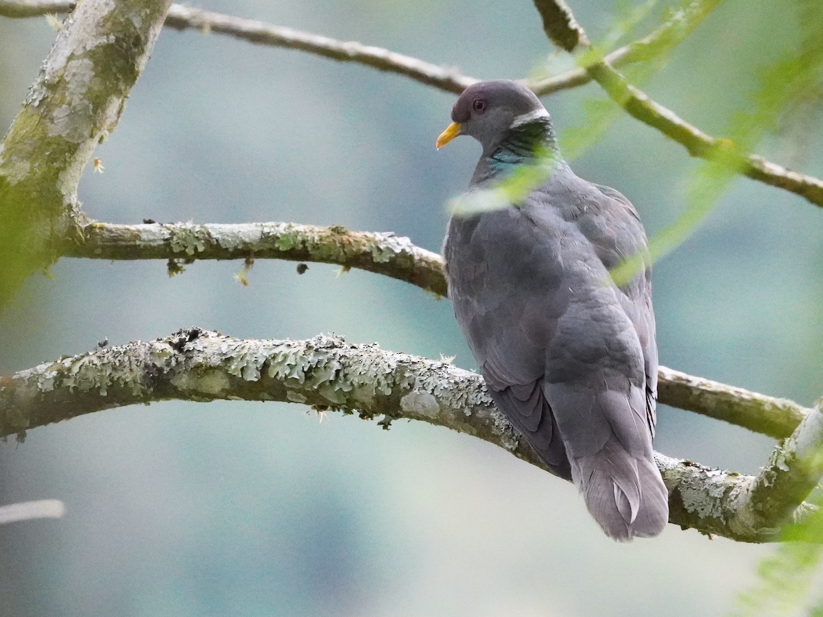 Band-tailed Pigeon - ML643458570