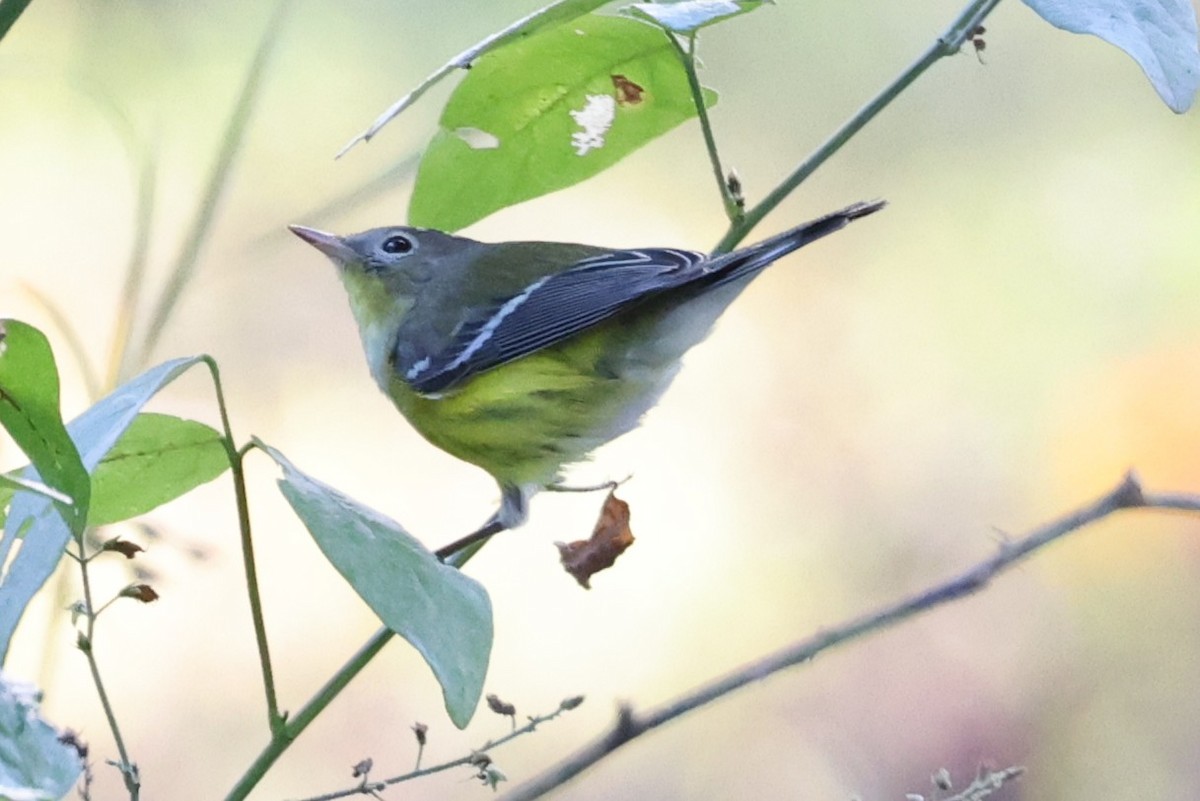 Paruline à tête cendrée - ML643458600