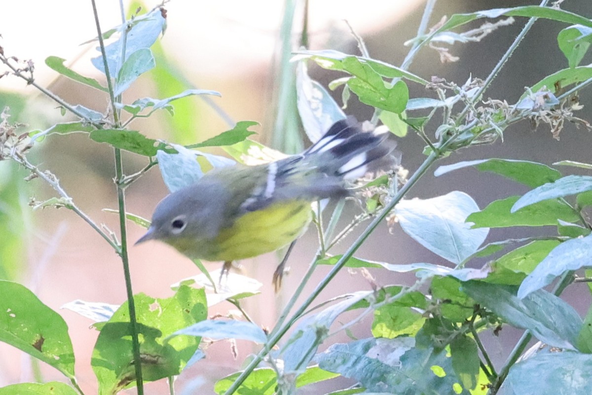 Paruline à tête cendrée - ML643458601