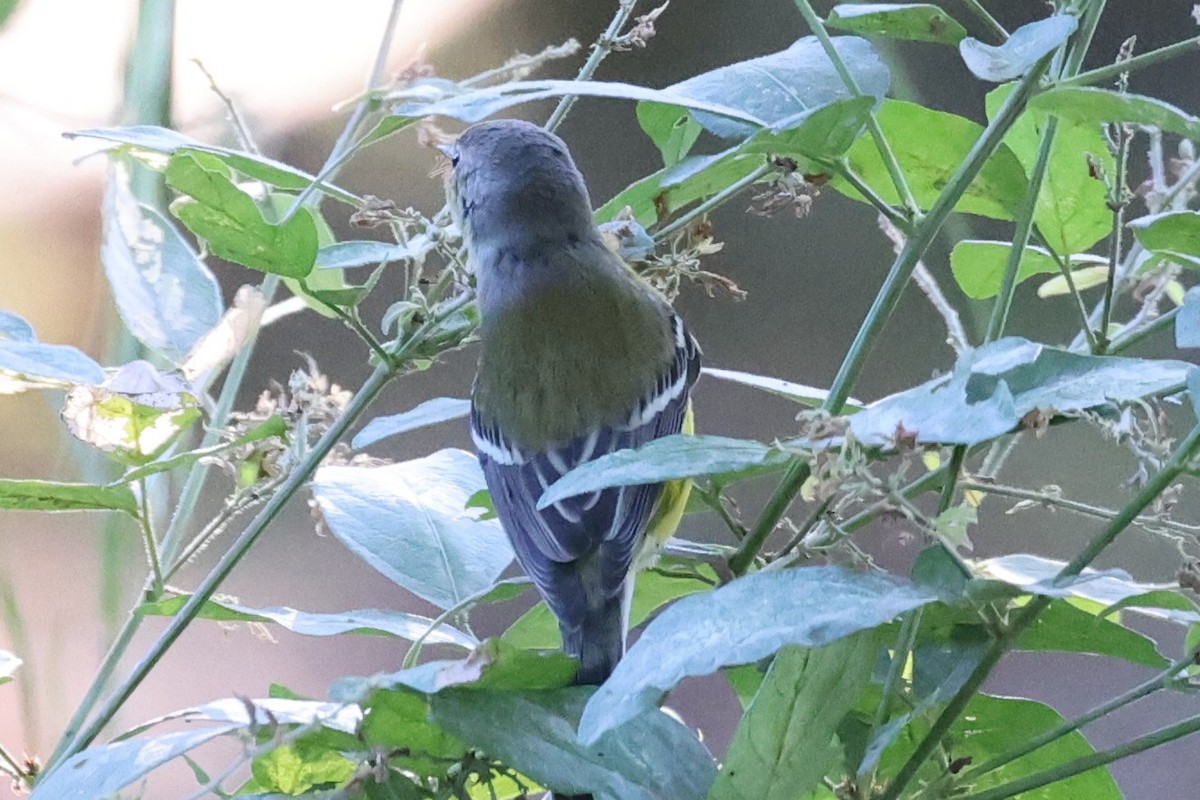 Paruline à tête cendrée - ML643458602