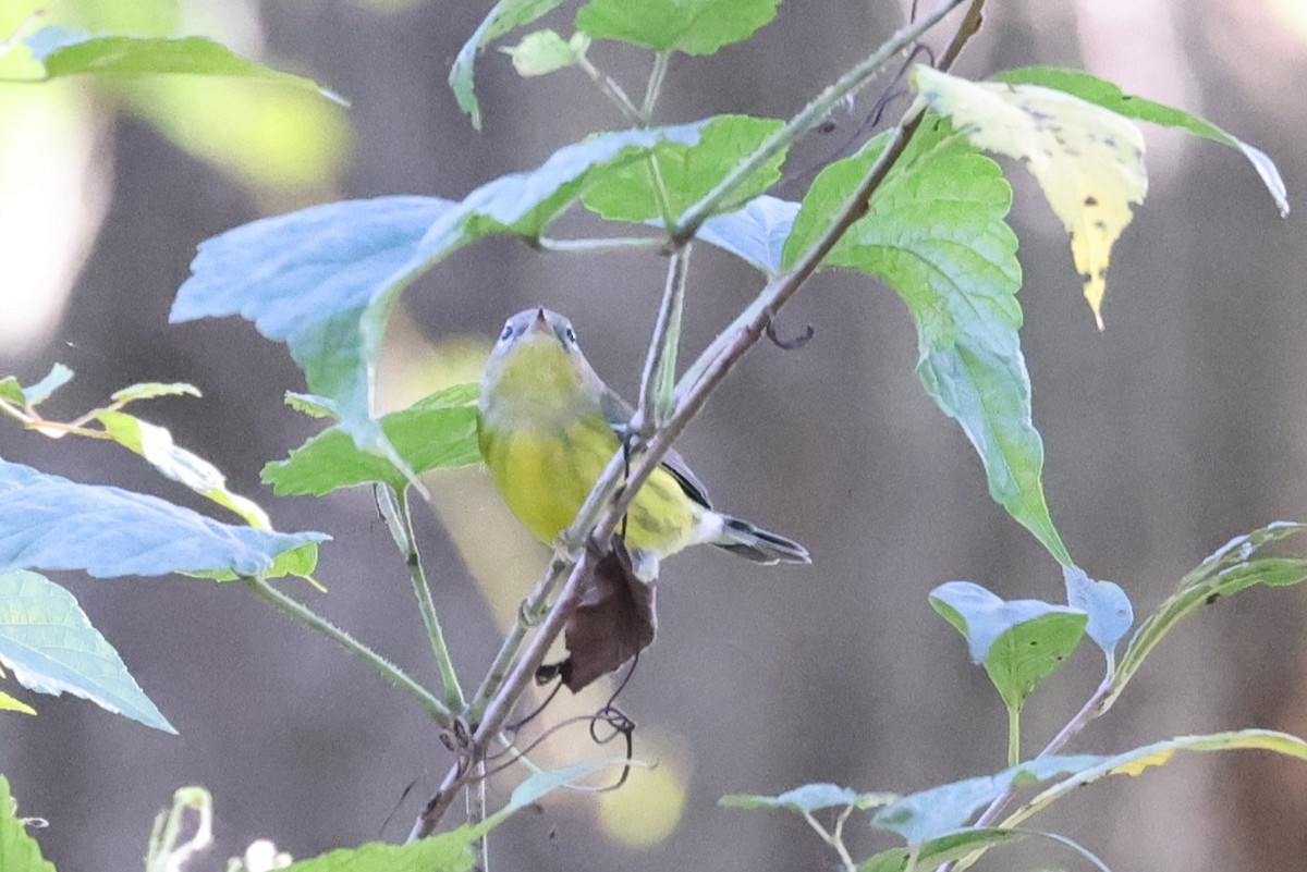 Paruline à tête cendrée - ML643458603