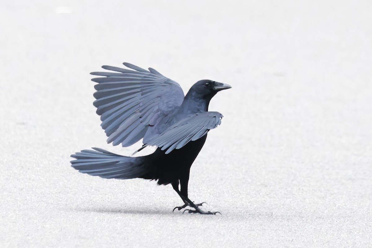 Fish Crow - ML643458609