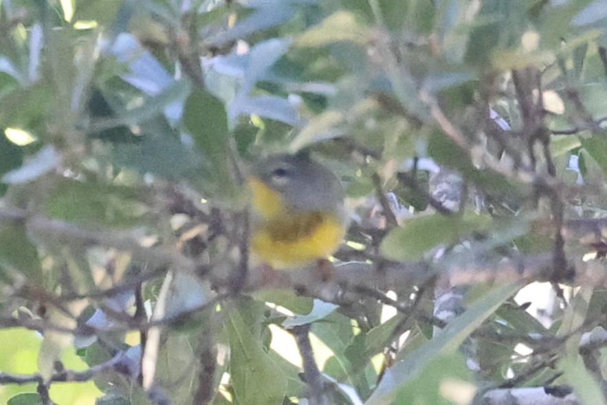 Northern Parula - ML643458617