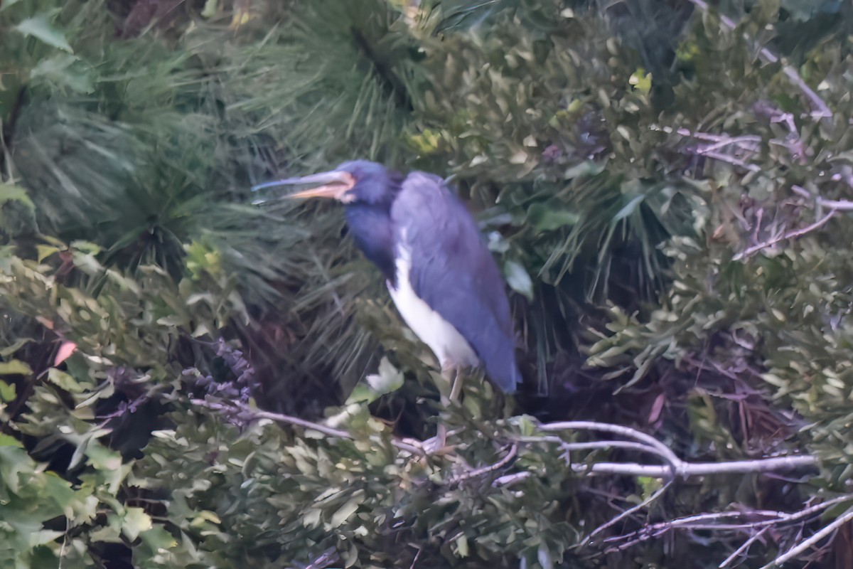 Tricolored Heron - ML643458630
