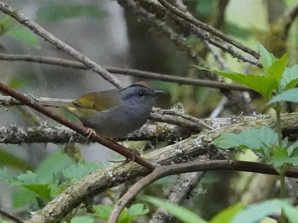 Russet-crowned Warbler - ML643458634