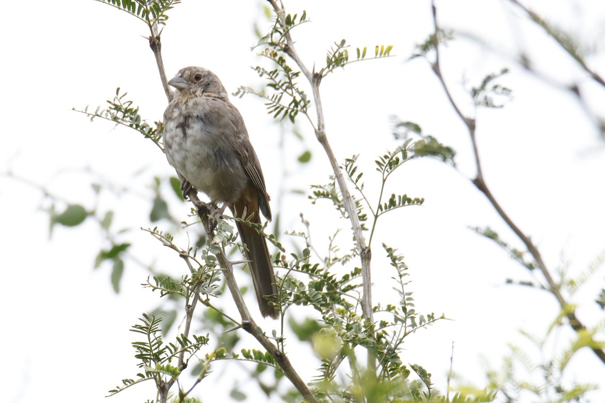 Canyon Towhee - ML643458639