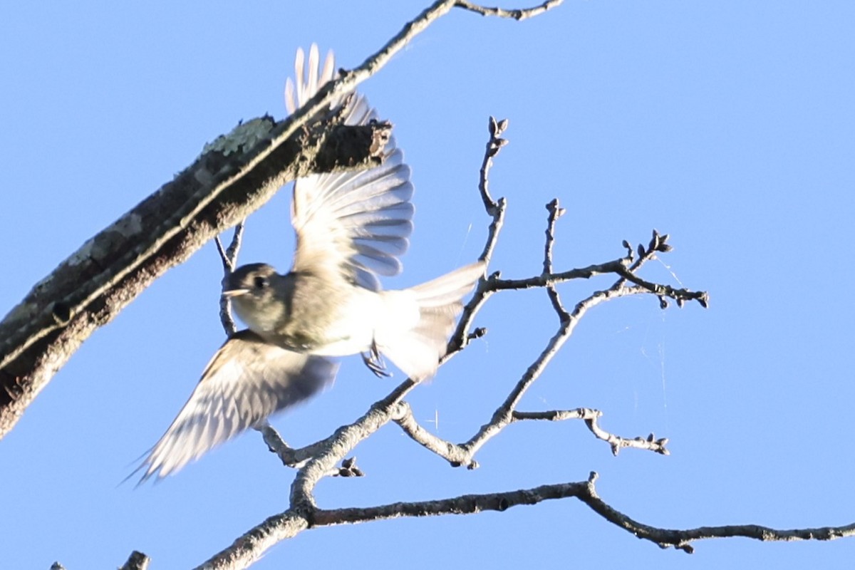 Pioui de l'Est - ML643458641