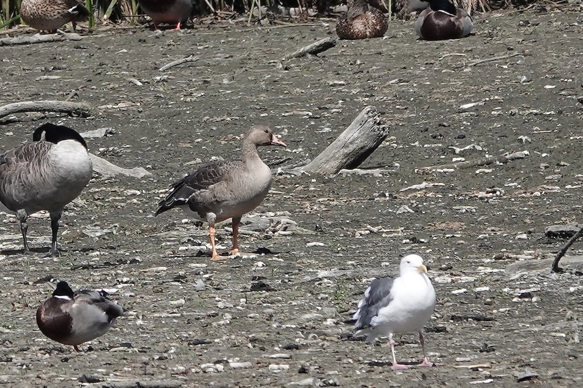 Greater White-fronted Goose - ML643458645