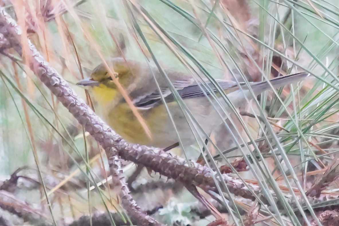 Pine Warbler - ML643458647