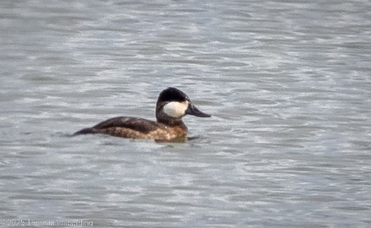 Ruddy Duck - ML643458650