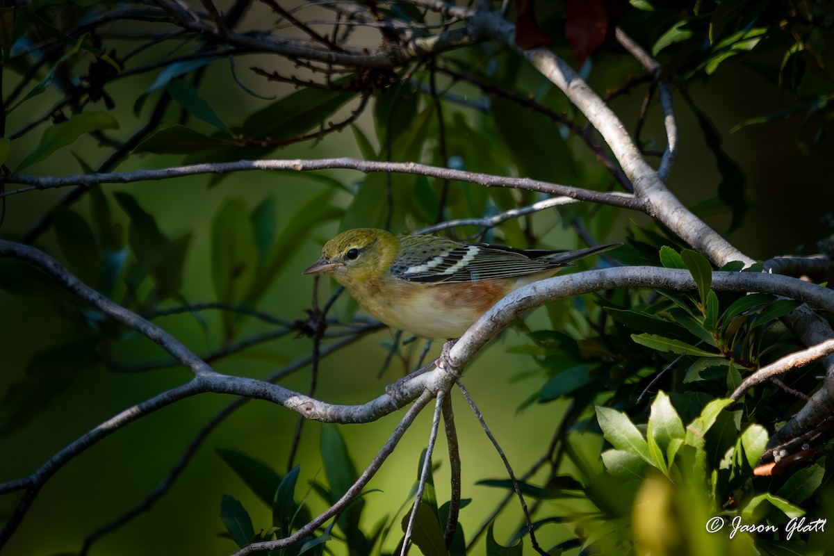 Bay-breasted Warbler - ML643458652