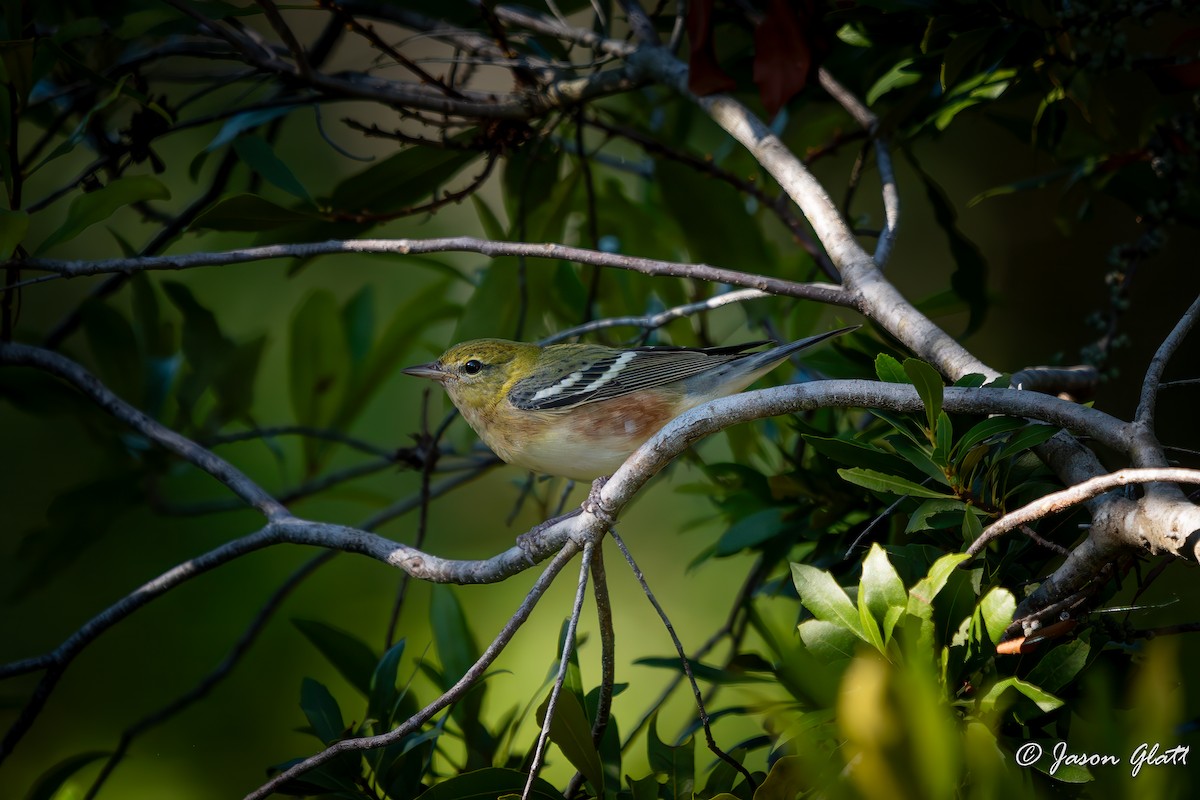 Bay-breasted Warbler - ML643458653