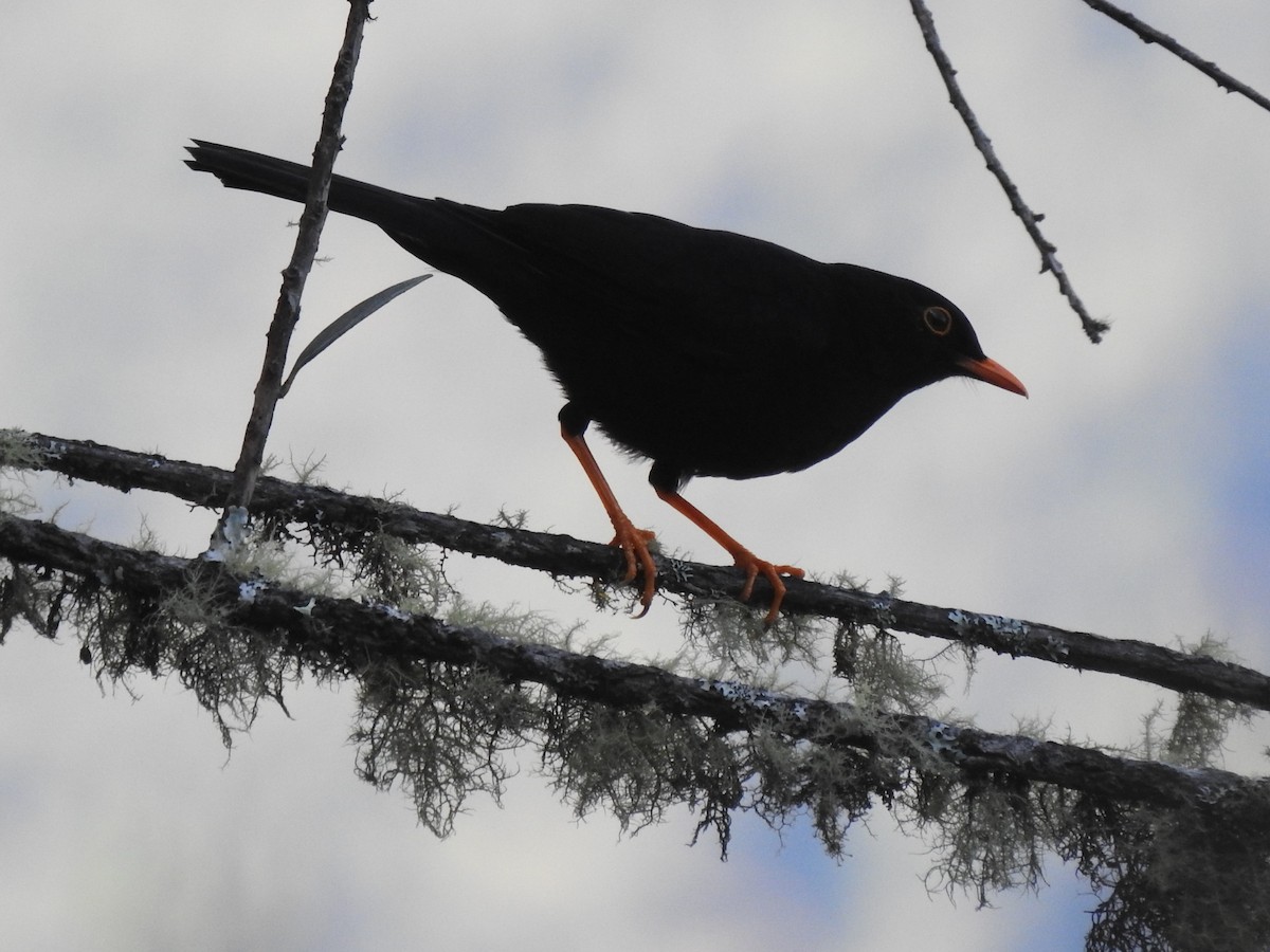Glossy-black Thrush - ML643458664