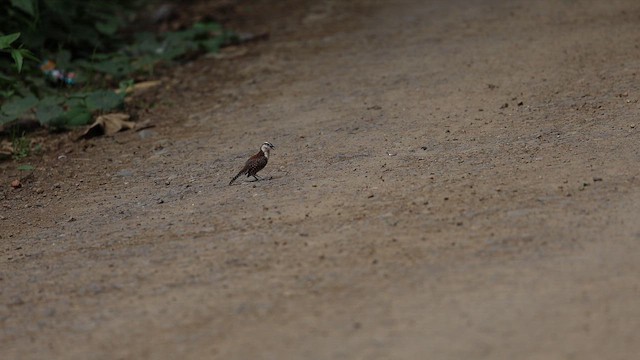 Rufous-backed Wren - ML643458672