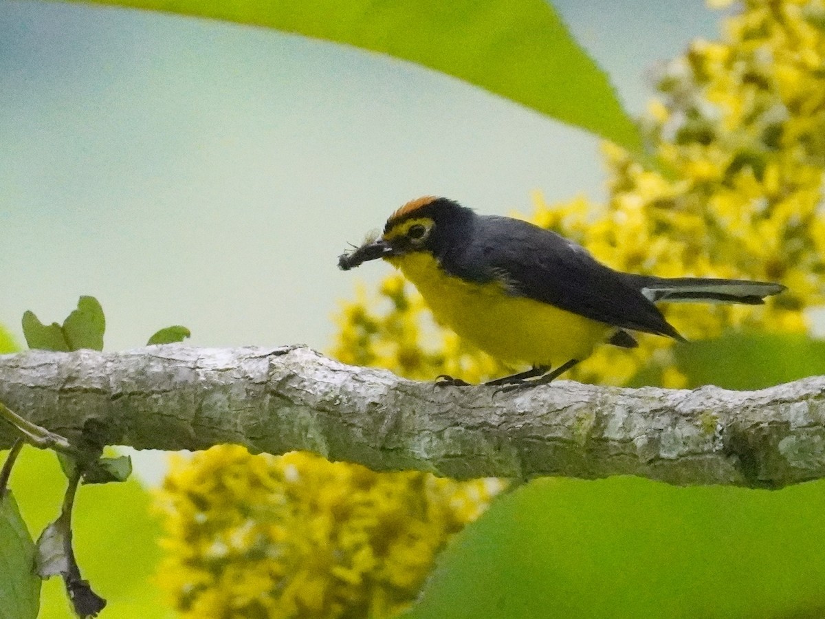 Spectacled Redstart - ML643458678